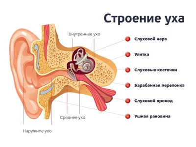 Позвоночник человека - анатомия, позвонки, изгибы и отделы