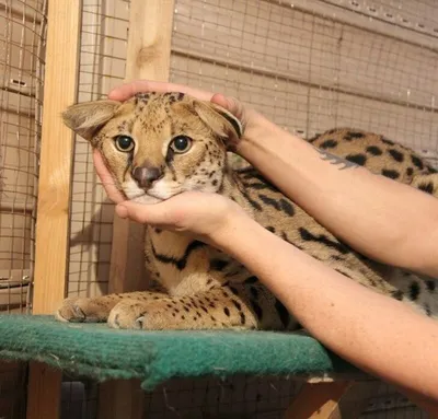 Очень скоро человек останется единственным животным на планете — Новые  Известия - новости России и мира сегодня