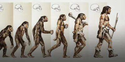 Homo sapiens sapiens | Человек разумный - Антропогенез.РУ