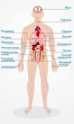 Анатомия человека. Строение и расположение внутренних органов человека.  Органы грудной клетки, брюшной полости, о… | Учащиеся медучилища, Анатомия  человека, Человек