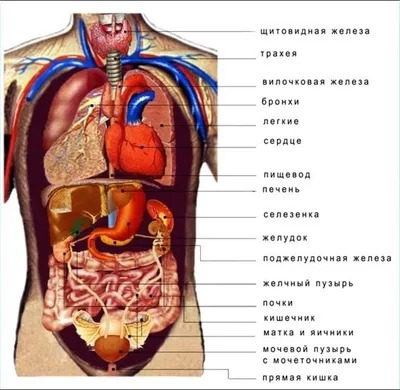Как расположены внутренние органы человека, фото? | Кровеносная система,  Система органов человека, Биология