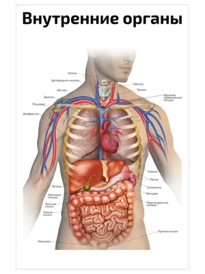 Диаграмма: Внутренние органы человека | Quizlet