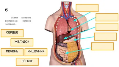 Внутренние органы человека (ID#1580099920), цена: 120 ₴, купить на 