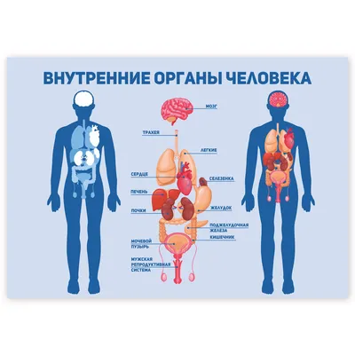 russian по низкой цене! russian с фотографиями, картинки на анатомии органов  человека изображение.