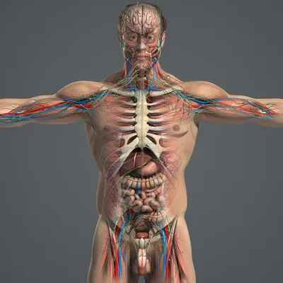 Внутренние органы человека рисунок - 54 фото