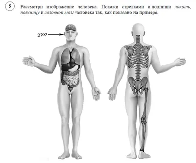 Модель анатомии человека мужского пола с внутренними органами с текстурами  4K 3D Модель $139 - .max .c4d .fbx .obj - Free3D