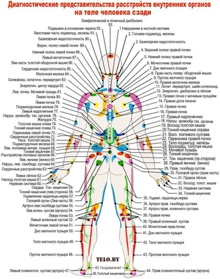 Готовимся к ВПР. Окружающий мир. Скелет и органы человека  💪🦵🦶👂👃🖐👀🦷👄🧠🧡 | МЕДАЛИСТ | Дзен