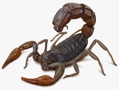 Гиртаблил - человек-скорпион из Месопотамии | Мифические создания | Дзен