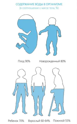 На сколько процентов человек состоит из воды