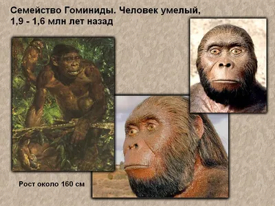 Как с латинского переводится Homo... | Ответ на вопрос | QuizzClub