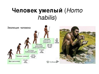 Человек умелый — Homo habilis — оказался не таким умелым, как считалось  ранее - Газета.Ru