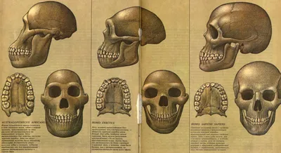 Архивы человек умелый - Альтернативная История