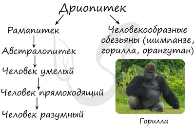 СХОДСТВА И РАЗЛИЧИЯ ЧЕЛОВЕКА УМЕЛОГО И КРОМАНЬОНЕЦА? - Школьные Знания.com