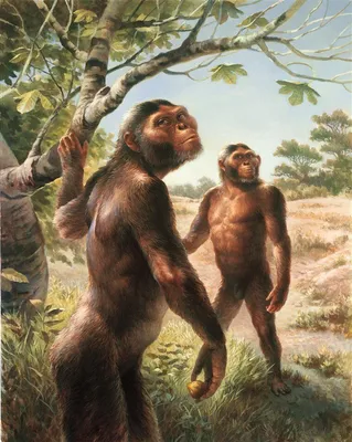 Человек умелый (homo habilis) - самый первый человек на Земле: описание и  фото