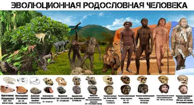 Человек умелый (Homo habilis)