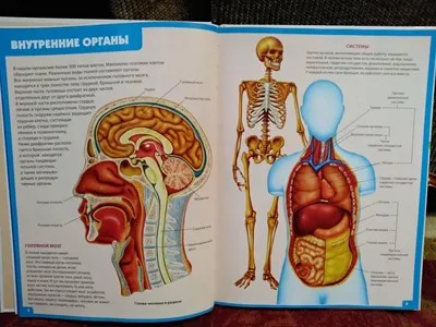 Макет "Тело человека в разрезе" 31*20*36см (4623265) - Купить по цене от 6   руб. | Интернет магазин 