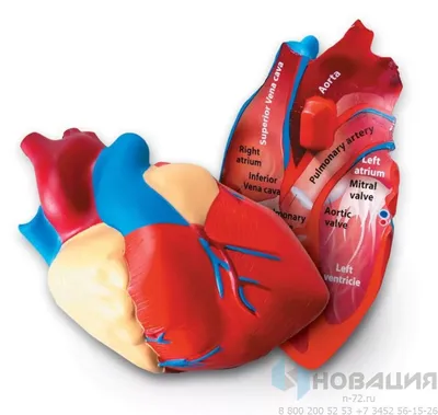 Демонстрационная модель Сердце человека в разрезе (анатомическая): купить  для школ и ДОУ с доставкой по всей России