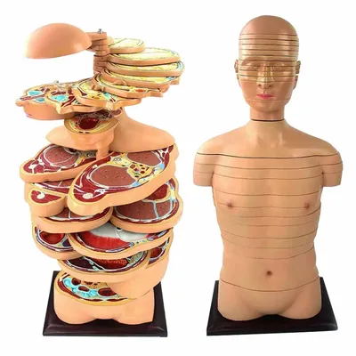 Модель тела человека в горизонтальном сечении
