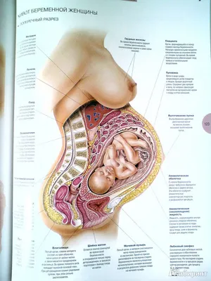 Nerves neck |  | human anatomy organs, human anatomy  art, human muscle anatomy, human anatom… | Боль в шее, Упражнения для шеи,  Анатомия человека