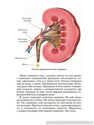 А вы знаете, о чем говорит ваша аорта и её склероз? Сколько? | здрава с  Александром Крыгиным | Дзен