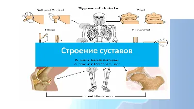 Человек картинка для презентации - 66 фото