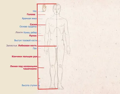 Как нарисовать лицо человека » ПОЭТАПНО и ПРОСТО рисуем человека карандашом