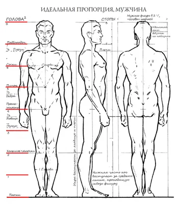 Как нарисовать человека в полный рост. Учимся рисовать тело и фигуру. |  Рисовать, Рисунок, Как рисовать