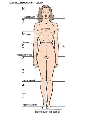 Телосложение человека рисунок - 74 фото