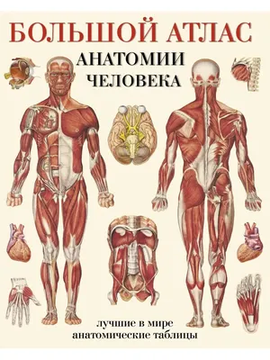 Большой атлас анатомии человека Издательство АСТ 2149584 купить в  интернет-магазине Wildberries