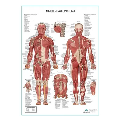 Мышечная система человека, (анатомия человека) плакат глянцевый А1+,  плотная фотобумага от 200г/м2 - купить с доставкой по выгодным ценам в  интернет-магазине OZON (261978046)