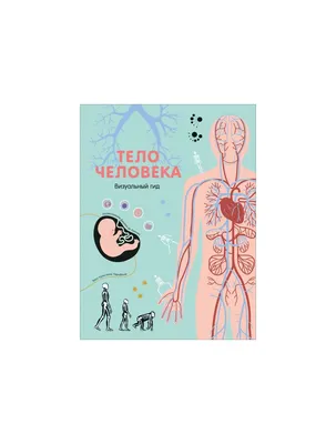 Анатомия лица человека: кровеносная и нервная системы (плакат) ᐈ купить по  низкой цене в интернет-магазине VSALON24