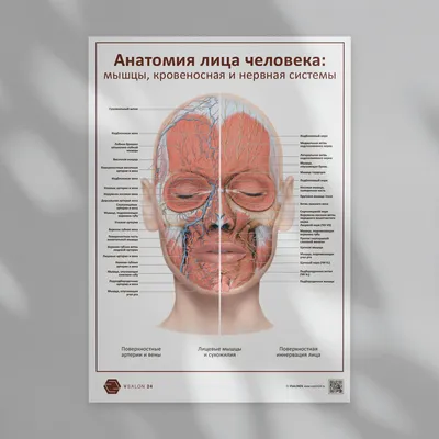 Плакат обучающий А2 ламинир. Кровеносная система человека медицинский  анатомический плакат 457x610 мм - купить с доставкой по выгодным ценам в  интернет-магазине OZON (696871084)