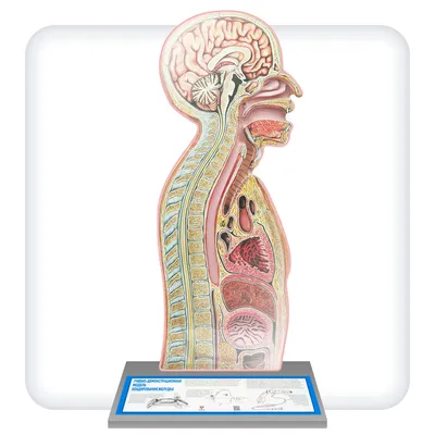 Демонстрационная модель "Сагиттальный разрез торса человека" |  