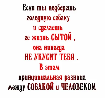 Жермена де Сталь "Чем больше я узнаю людей, тем больше я люблю собак."  Photo by Matthew Henry / Unsplash | Цитаты, Цитаты известных людей, Собаки