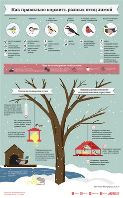 Хочу покормить птиц! Как это сделать правильно? — Ревда-инфо.ру