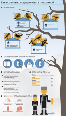 Как правильно кормить птиц - Инфографика ТАСС