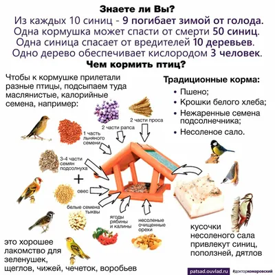 Если начали кормить птиц зимой, делайте это до последнего снега —  орнитологи / Статья