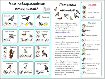 Узнали, чем кормить птиц зимой – Жыццё Палесся. Мозырь