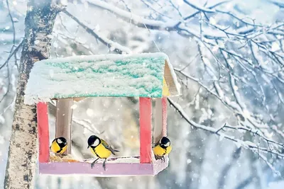 Кормление птиц зимой: что вы должны знать