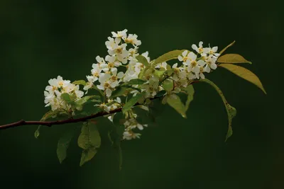 Черемуха в цвету. Photographer KarOl