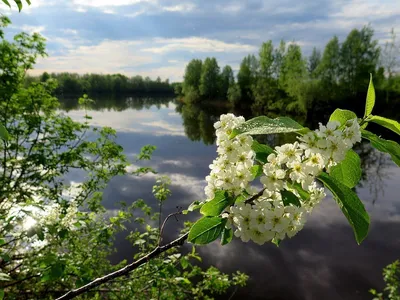 Цветет черемуха в саду"