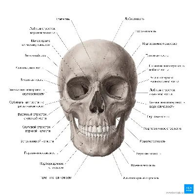 Череп иллюстрации : нормальная анатомия | e-Anatomy