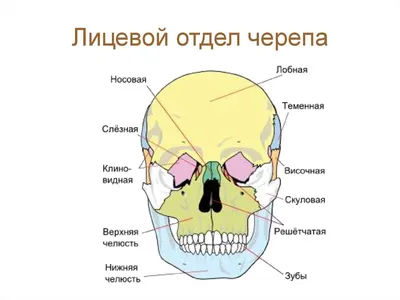 Кости лицевого отдела черепа | Мемология | Дзен