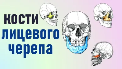 Виниловые наклейки " Череп з костями " 15х20 см (ID#297279185), цена: 75 ₴,  купить на 