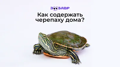 Мастер-класс «Морская черепаха» с использованием природного материала и  пластилина с детьми средней группы (20 фото). Воспитателям детских садов,  школьным учителям и педагогам - Маам.ру