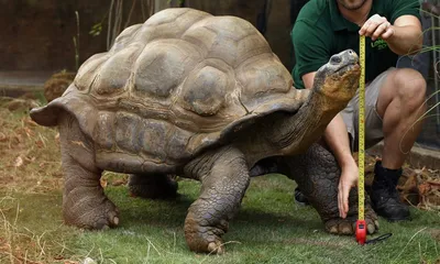 Testudo черепаха в Беренти Мадагаскар изображение_Фото номер 501451987_JPG  Формат изображения_