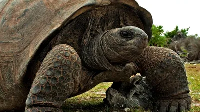 Сколько живут черепахи | Вокруг Света