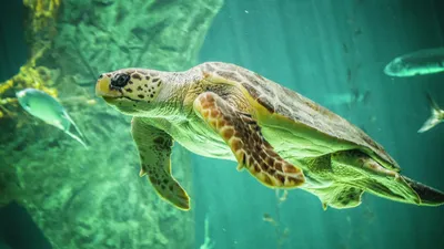 В Испании пруд одного из парков захватили необычные черепахи - РИА Новости,  
