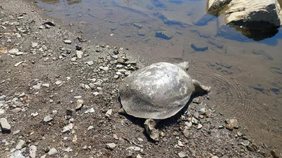 В Китае найдены останки огромной черепахи без панциря