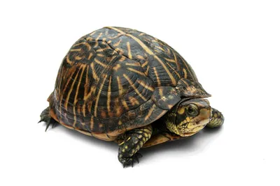 Сто лет одиночества: почему черепахи живут так долго | Фотогалереи |  Известия
